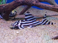 Live zebra pleco fish available for sale now.