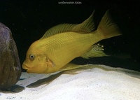 Wild Petrochromis Yellow Moshi Mahale breeding group for sale