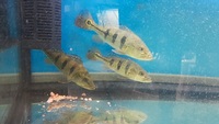 Peacock bass for sale £40