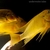 Wild Petrochromis Yellow Moshi Mahale breeding group for sale