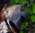 Tropical Fish for sale in the UK classifieds