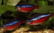 Tetras for sale in the UK classifieds