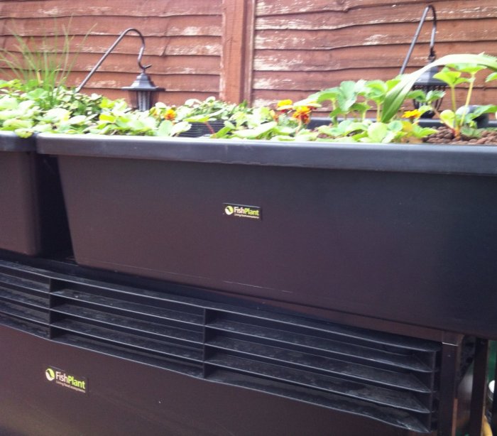 Aquaponics @ Aquarist Classifieds. Aquaponics UK