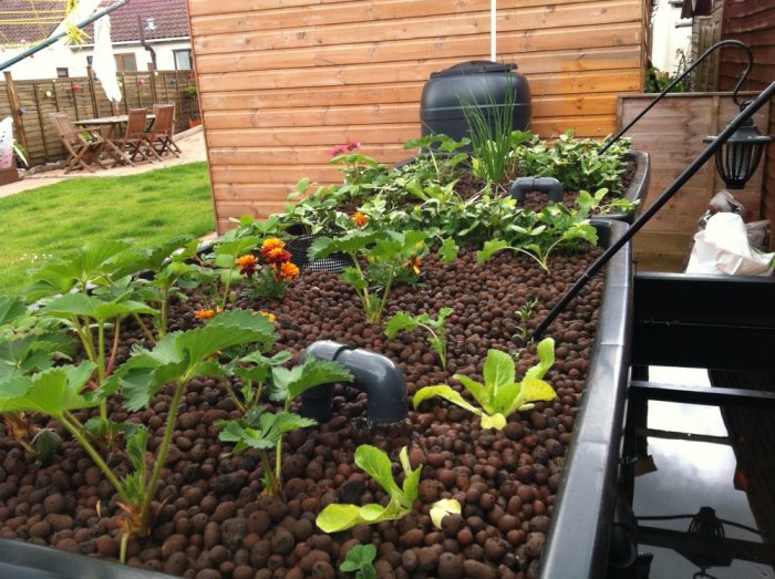 Tonys AQUAPONICS FishPlant production unit