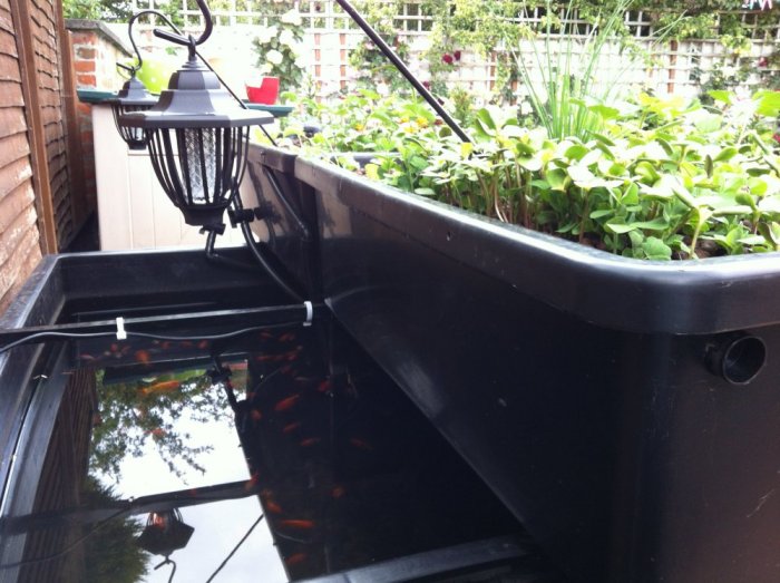 Aquaponics @ Aquarist Classifieds. Aquaponics UK