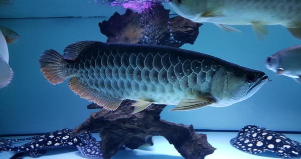 24k Golden head Crossback Arowana Cheap at Aquarist ...