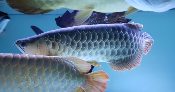 24k Golden head Crossback Arowana Cheap at Aquarist ...