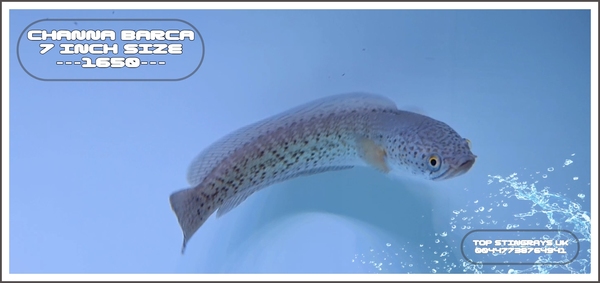Channa Barca . 3 available at Aquarist Classifieds