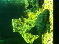 Pleco L330