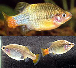 Goodeid Fish