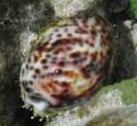 Tiger Cowrie / snail