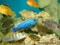 Massive Sale on Malawi Cichlids.