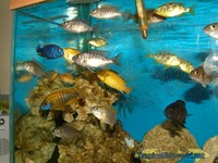 Massive Sale on Malawi Cichlids.