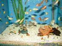 Massive Sale on Malawi Cichlids.
