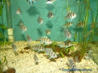 Massive Sale on Malawi Cichlids.