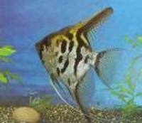 Great choice of Tropical Fish, Marine Fish & Coldwater Fish HOME DELIVERY