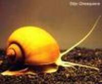Great choice of Tropical Fish, Marine Fish & Coldwater Fish HOME DELIVERY