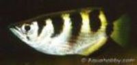 Great choice of Tropical Fish, Marine Fish & Coldwater Fish HOME DELIVERY