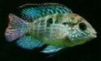Great choice of Tropical Fish, Marine Fish & Coldwater Fish HOME DELIVERY