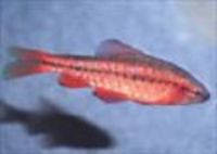 Great choice of Tropical Fish, Marine Fish & Coldwater Fish HOME DELIVERY