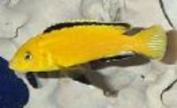 Great choice of Tropical Fish, Marine Fish & Coldwater Fish HOME DELIVERY