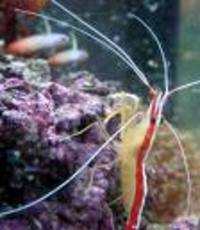 Great choice of Tropical Fish, Marine Fish & Coldwater Fish HOME DELIVERY