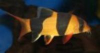 Great choice of Tropical Fish, Marine Fish & Coldwater Fish HOME DELIVERY