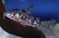Great choice of Tropical Fish, Marine Fish & Coldwater Fish HOME DELIVERY