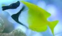 Great choice of Tropical Fish, Marine Fish & Coldwater Fish HOME DELIVERY