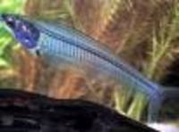 Great choice of Tropical Fish, Marine Fish & Coldwater Fish HOME DELIVERY