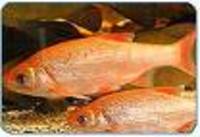 Great choice of Tropical Fish, Marine Fish & Coldwater Fish HOME DELIVERY