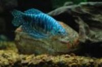Great choice of Tropical Fish, Marine Fish & Coldwater Fish HOME DELIVERY