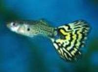 Great choice of Tropical Fish, Marine Fish & Coldwater Fish HOME DELIVERY