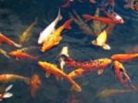Great choice of Tropical Fish, Marine Fish & Coldwater Fish HOME DELIVERY