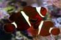 Great choice of Tropical Fish, Marine Fish & Coldwater Fish HOME DELIVERY