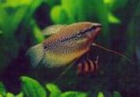 Great choice of Tropical Fish, Marine Fish & Coldwater Fish HOME DELIVERY