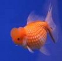 Great choice of Tropical Fish, Marine Fish & Coldwater Fish HOME DELIVERY