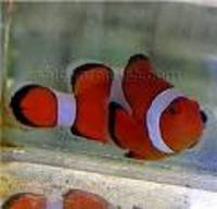 Great choice of Tropical Fish, Marine Fish & Coldwater Fish HOME DELIVERY