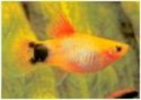 Great choice of Tropical Fish, Marine Fish & Coldwater Fish HOME DELIVERY