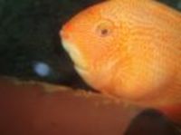 Great choice of Tropical Fish, Marine Fish & Coldwater Fish HOME DELIVERY