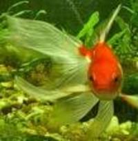 Great choice of Tropical Fish, Marine Fish & Coldwater Fish HOME DELIVERY