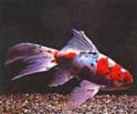 Great choice of Tropical Fish, Marine Fish & Coldwater Fish HOME DELIVERY