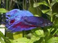 Great choice of Tropical Fish, Marine Fish & Coldwater Fish HOME DELIVERY