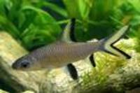 Great choice of Tropical Fish, Marine Fish & Coldwater Fish HOME DELIVERY