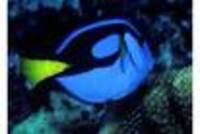 Great choice of Tropical Fish, Marine Fish & Coldwater Fish HOME DELIVERY