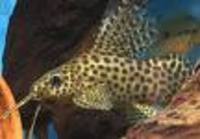 Great choice of Tropical Fish, Marine Fish & Coldwater Fish HOME DELIVERY