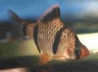 Great choice of Tropical Fish, Marine Fish & Coldwater Fish HOME DELIVERY