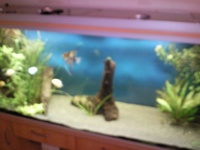 RENA 200CM AQUARIUM AND EQUIPMENT FOR SALE.