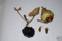 Mixed aquarium bulb packs. Live aquarium plants Just £2.79