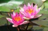 Mixed aquarium bulb packs. Live aquarium plants Just £2.79
